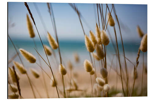 Aluminium print Flowering grass in the dunes