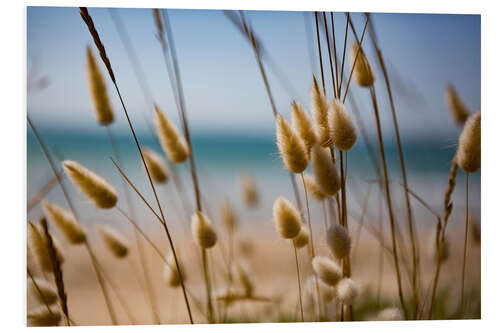 PVC print Flowering grass in the dunes