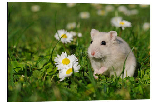 Quadro em alumínio Hamster anão djungaro