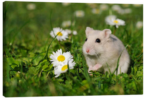 Obraz na płótnie Djungarian dwarf hamster