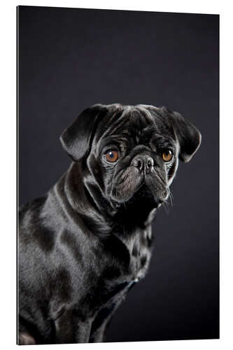 Cuadro de plexi-alu Pug negro