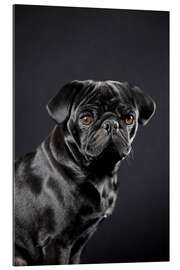 Quadro em plexi-alumínio Pug preto