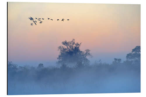 Tableau en aluminium Brouillard matinal sur l'Okavango