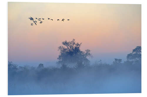 Tableau en PVC Brouillard matinal sur l'Okavango