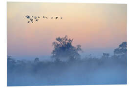 Foam board print Morning fog on the Okavango