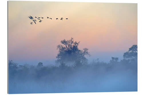 Gallery print Morning fog on the Okavango