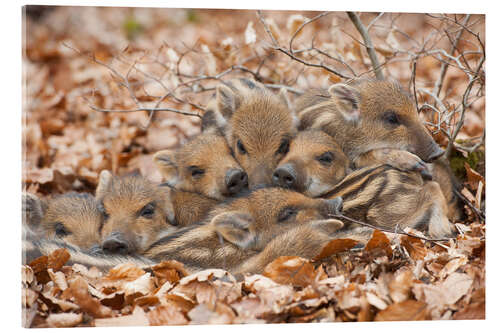 Akrylbilde Freshlings warm each other