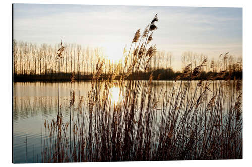 Aluminiumsbilde Reeds at sunset