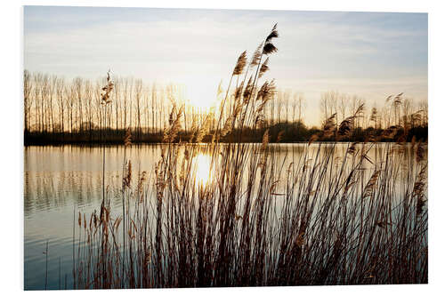 PVC print Reeds at sunset