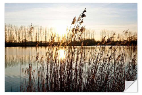 Selvklebende plakat Reeds at sunset