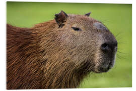 Acrylic print Capybara