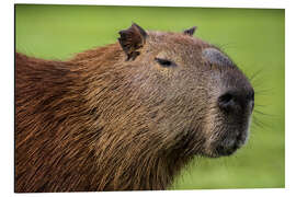 Tableau en aluminium Capybara