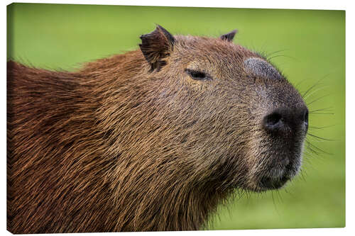 Leinwandbild Wasserschwein