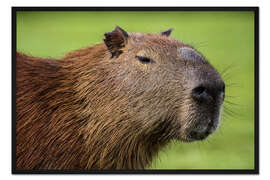 Gerahmter Kunstdruck Wasserschwein