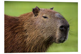 Foam board print Capybara