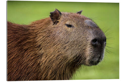 Galleriprint Capybara