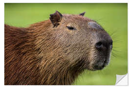 Självhäftande poster Capybara