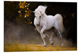 Alumiinitaulu Stallion in motion