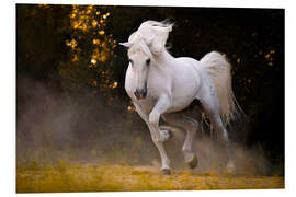 Foam board print Stallion in motion