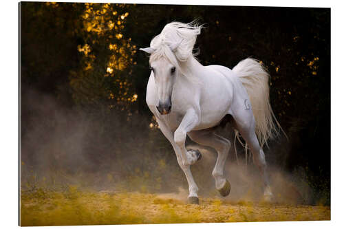 Gallery print Stallion in motion