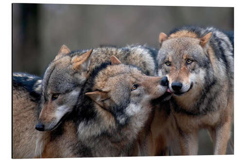 Tableau en aluminium Meute de loups