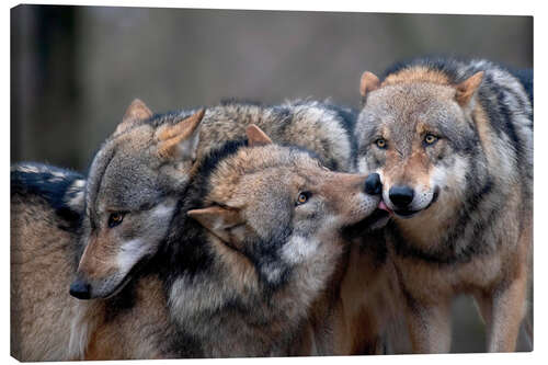 Lærredsbillede Wolf pack