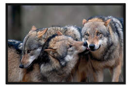 Gerahmter Kunstdruck Wolfsrudel