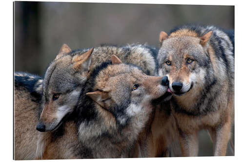 Galleritryck Wolf pack