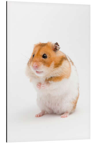 Aluminium print Golden hamster