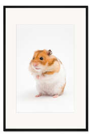 Gerahmter Kunstdruck Goldhamster