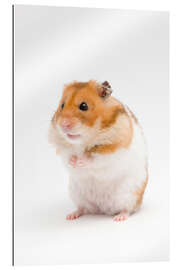 Gallery print Golden hamster