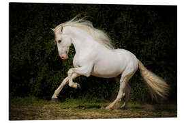 Aluminium print Spanish White Horse