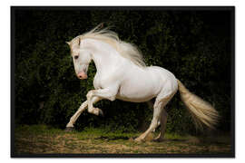 Gerahmter Kunstdruck Spanischer Schimmel