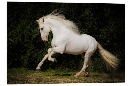 Foam board print Spanish White Horse