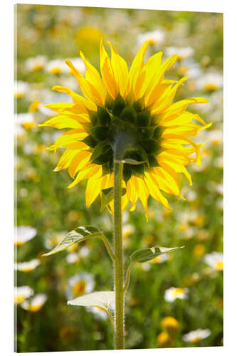 Acrylglas print Sunflower