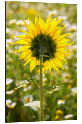 Alubild Sonnenblume