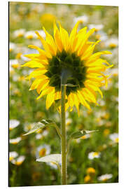 Aluminiumtavla Sunflower