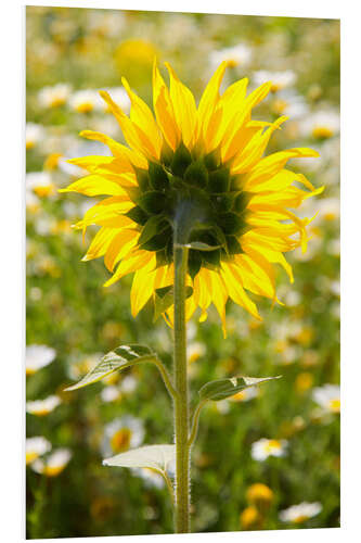 Cuadro de PVC Girasol