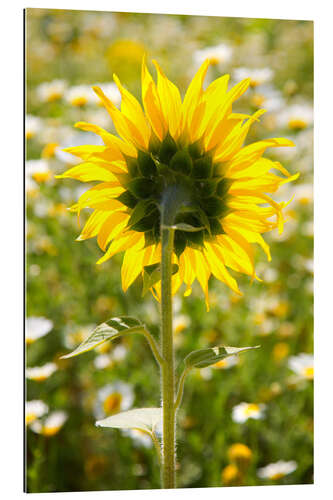 Gallery print Sunflower