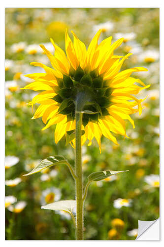 Naklejka na ścianę Sunflower