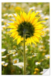 Naklejka na ścianę Sunflower