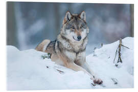 Akrylbilde  She-wolf lies in the snow - Frank Sommariva