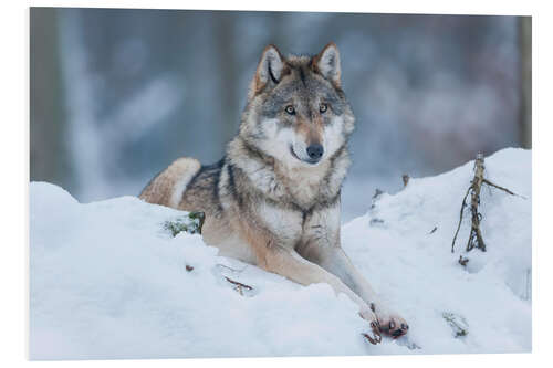 Foam board print She-wolf lies in the snow