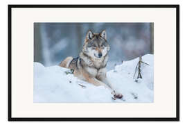 Gerahmter Kunstdruck Wölfin im Schnee