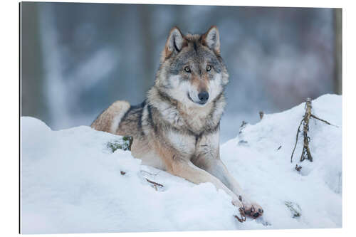 Galleriprint She-wolf lies in the snow