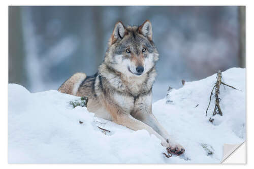 Naklejka na ścianę She-wolf lies in the snow