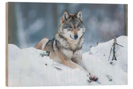 Wood print She-wolf lies in the snow