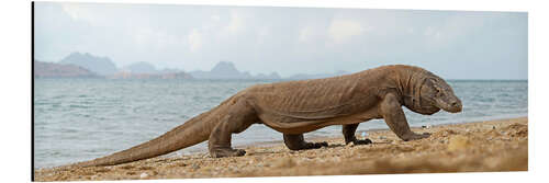 Obraz na aluminium Komodo dragon