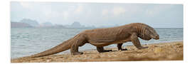 Foam board print Komodo dragon