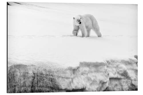 Cuadro de aluminio Hembra de oso polar en la cresta de un glaciar